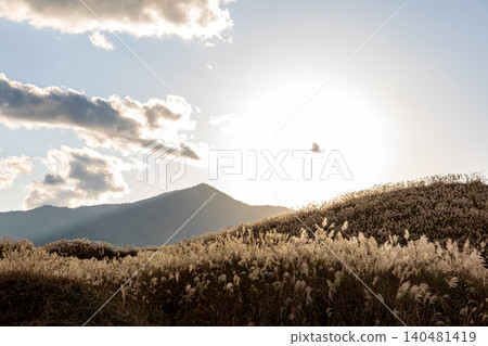 Pampas grass in Suyama, Susono City, Shizuoka Prefecture, at the East Fuji Training Ground. Pampas grass in Suyama, Susono City, Shizuoka Prefecture, at the East Fuji Training Ground. 140481419