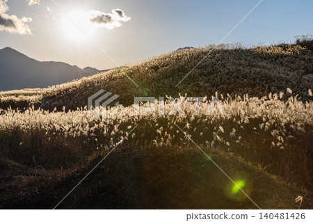 Pampas grass in Suyama, Susono City, Shizuoka Prefecture, at the East Fuji Training Ground. Pampas grass in Suyama, Susono City, Shizuoka Prefecture, at the East Fuji Training Ground. 140481426