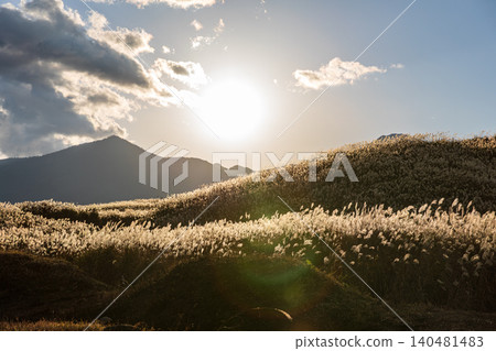 Pampas grass in Suyama, Susono City, Shizuoka Prefecture, at the East Fuji Training Ground. Pampas grass in Suyama, Susono City, Shizuoka Prefecture, at the East Fuji Training Ground. 140481483