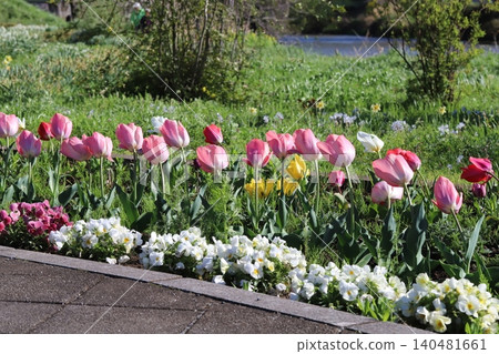 Colorful tulips and pansy flowers blooming in the park in spring Colorful tulips and pansy flowers blooming in the park in spring 140481661