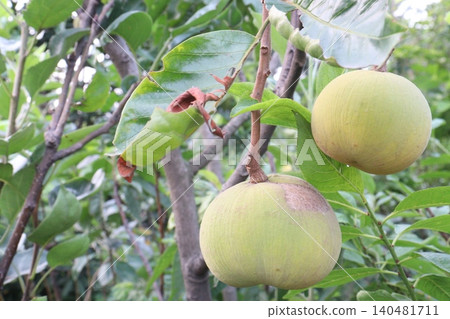 Santol in tree on farm are cash crops 140481711