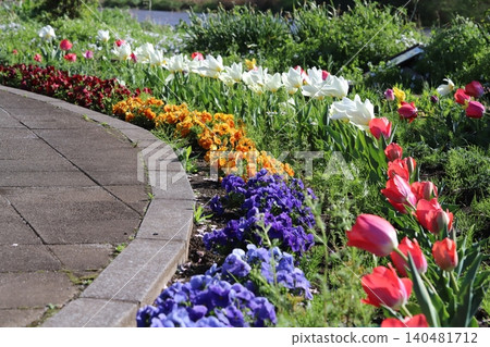 Colorful tulips and pansies blooming in a park along the riverbank in spring. 140481712