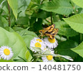 一隻黃斑部弄蝶在群馬縣山麓的一朵白花上吸食花蜜。 140481750