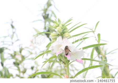 Sesame plant on farm for oil Sesame plant on farm for oil 140481755