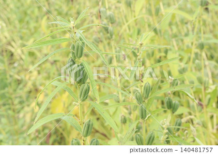 Sesame plant on farm for oil Sesame plant on farm for oil 140481757