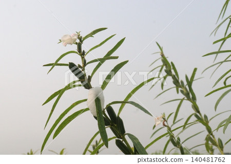 Sesame plant on farm for oil Sesame plant on farm for oil 140481762