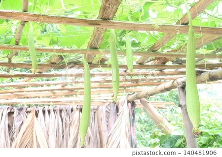 Sponge gourd on farm for harvest Sponge gourd on farm for harvest 140481906