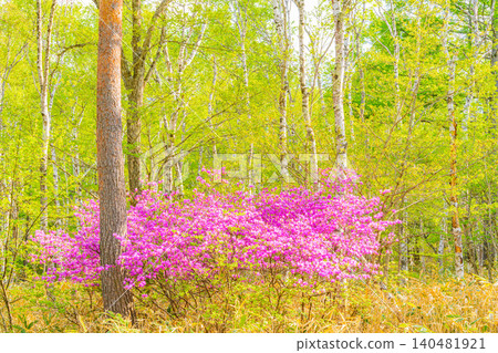 [Nagano Prefecture] Three-leaved azaleas blooming in the birch forest of Yachiho Plateau 140481921