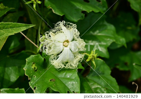Trichosanthes cucumeroides (Cucurbitaceae family), Trichosanthes genus Trichosanthes cucumeroides (Cucurbitaceae family), Trichosanthes genus 140481929