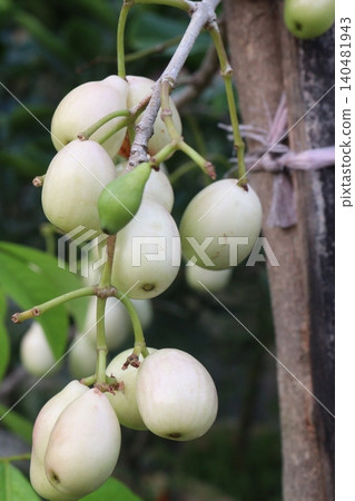Thai White Jamun plant on farm Thai White Jamun plant on farm 140481943