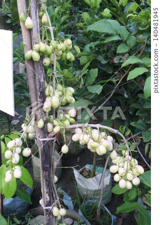 Thai White Jamun plant on farm Thai White Jamun plant on farm 140481945