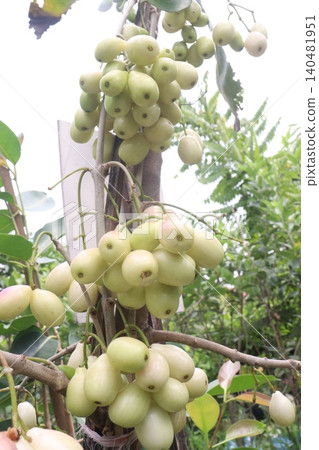 Thai White Jamun plant on farm Thai White Jamun plant on farm 140481951