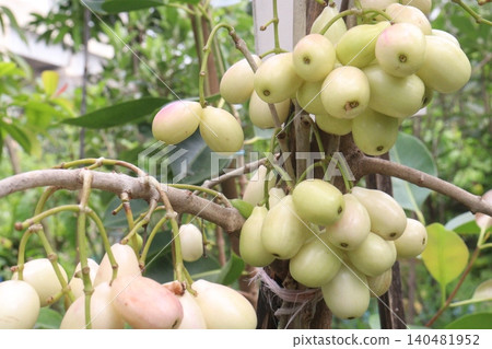Thai White Jamun plant on farm Thai White Jamun plant on farm 140481952