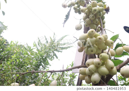 Thai White Jamun plant on farm 140481953