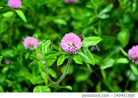 紅色三葉草吸引蜜蜂 紅色三葉草吸引蜜蜂 140481980