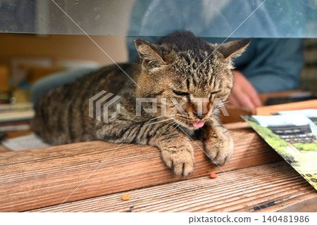 The mascot cat of Chogakuji Temple The mascot cat of Chogakuji Temple 140481986