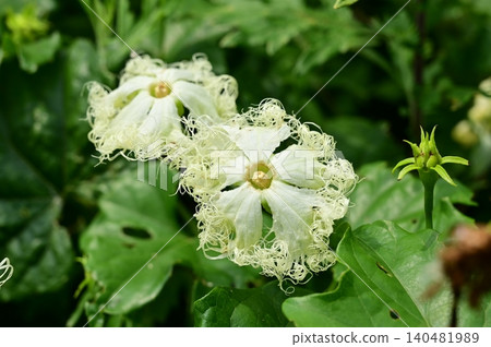 栝樓(葫蘆科),栝樓屬 栝樓(葫蘆科),栝樓屬 140481989