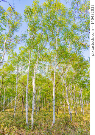 [Nagano Prefecture] Yachiho Plateau and Birch Forest 140482032
