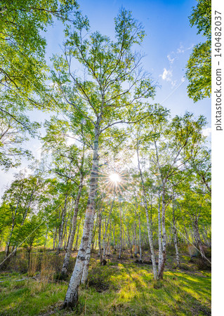 [Nagano Prefecture] Yachiho Plateau and Birch Forest 140482037