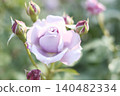 Light rose with pink 140482334