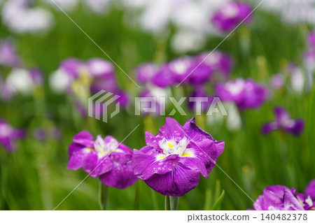 Irises are in bloom at Yagyu Iris Garden. Irises are in bloom at Yagyu Iris Garden. 140482378