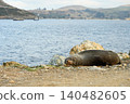 new zealand sea lion 140482605
