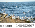 seagull 140482607