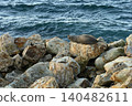 new zealand sea lion 140482611