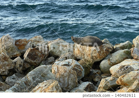 新西蘭海獅 新西蘭海獅 140482611