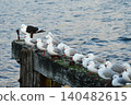 A group of seagulls 140482615