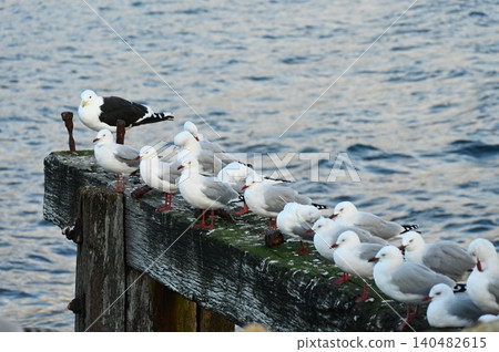 A group of seagulls A group of seagulls 140482615