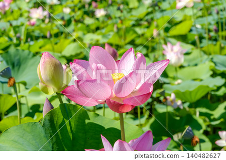Large lotus flowers bloom vibrantly in a lotus pond under a blue sky. Large lotus flowers bloom vibrantly in a lotus pond under a blue sky. 140482627