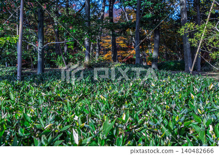 A landscape covered in lush green bamboo grass and a winter forest stretching out in the distance. Kitano-maru Park, December 2023. 140482666