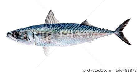 Hand-painted watercolor of spotted mackerel Hand-painted watercolor of spotted mackerel 140482873