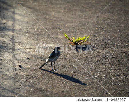 Black-backed wagtail walking on asphalt Black-backed wagtail walking on asphalt 140482927