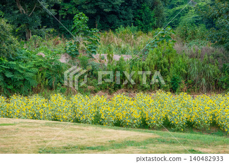 A field of yellow sunflowers spreads out at the foot of lush green nature. A field of yellow sunflowers spreads out at the foot of lush green nature. 140482933
