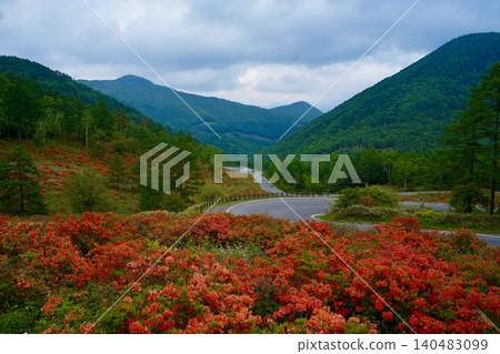 A vibrant red carpet of rhododendrons on Yunomaru Plateau A vibrant red carpet of rhododendrons on Yunomaru Plateau 140483099