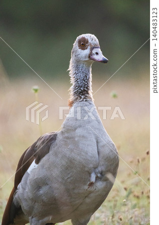 Bird stands in tall grass during sunset in an open field with soft light illuminating its feathers and surroundings Bird stands in tall grass during sunset in an open field with soft light illuminating its feathers and surroundings 140483123