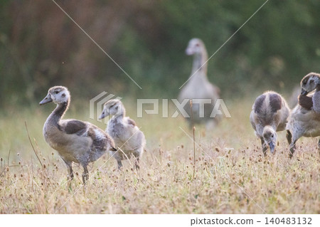 Group of ducklings walking in a grassy field during the evening in a rural area Group of ducklings walking in a grassy field during the evening in a rural area 140483132