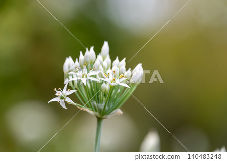 A close-up of delicate white chive flowers blooming against a soft background. A close-up of delicate white chive flowers blooming against a soft background. 140483248