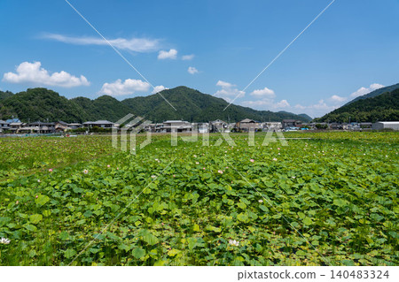 兵庫縣姬路市蓮池山佐魚糕 兵庫縣姬路市蓮池山佐魚糕 140483324