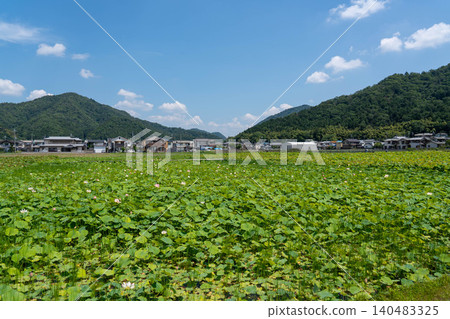 兵庫縣姬路市蓮池山佐魚糕 兵庫縣姬路市蓮池山佐魚糕 140483325