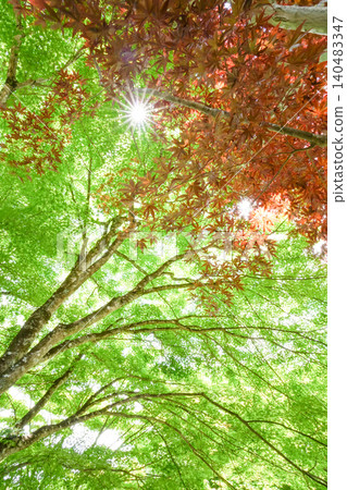 新長出的楓葉紅綠交錯，閃閃發光。岡山縣真庭市的“花山寺·普門寺” 140483347
