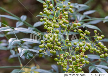 A cluster of nandina berries bearing many fresh green fruits. 140483493