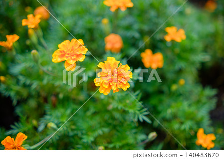 The vibrant marigold flowers sparkle with raindrops after the rain. 140483670