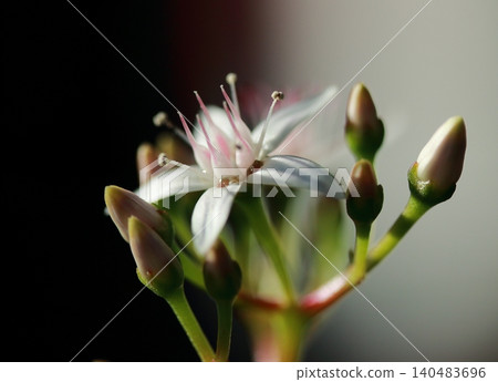 發財樹花的特寫 發財樹花的特寫 140483696