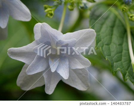 White hydrangea White hydrangea 140483787