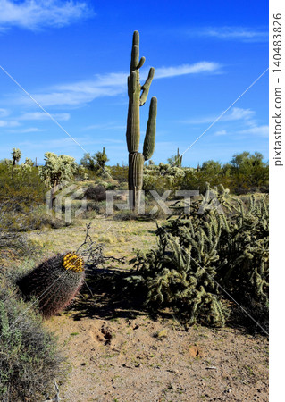 Old Saguaro Cactus Sonora desert Arizona Old Saguaro Cactus Sonora desert Arizona 140483826