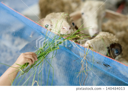Flock of White Sheep Grazing Peacefully on Green Meadow Under Clear Blue Sky Flock of White Sheep Grazing Peacefully on Green Meadow Under Clear Blue Sky 140484013
