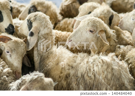 Flock of White Sheep Grazing Peacefully on Green Meadow Under Clear Blue Sky Flock of White Sheep Grazing Peacefully on Green Meadow Under Clear Blue Sky 140484040